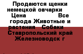 Продаются щенки немецкой овчарки!!! › Цена ­ 6000-8000 - Все города Животные и растения » Собаки   . Ставропольский край,Железноводск г.